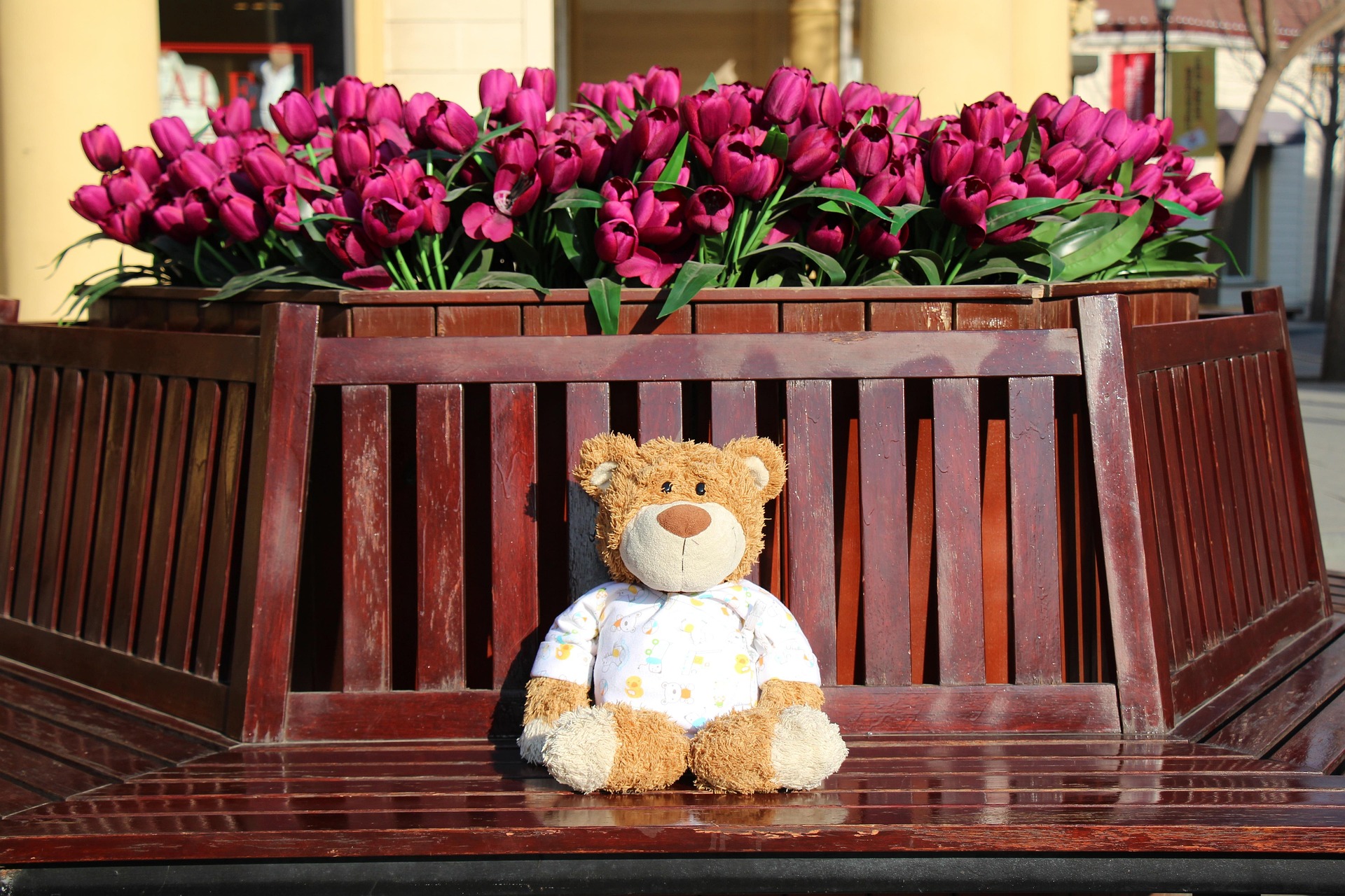 bear-599149_1920